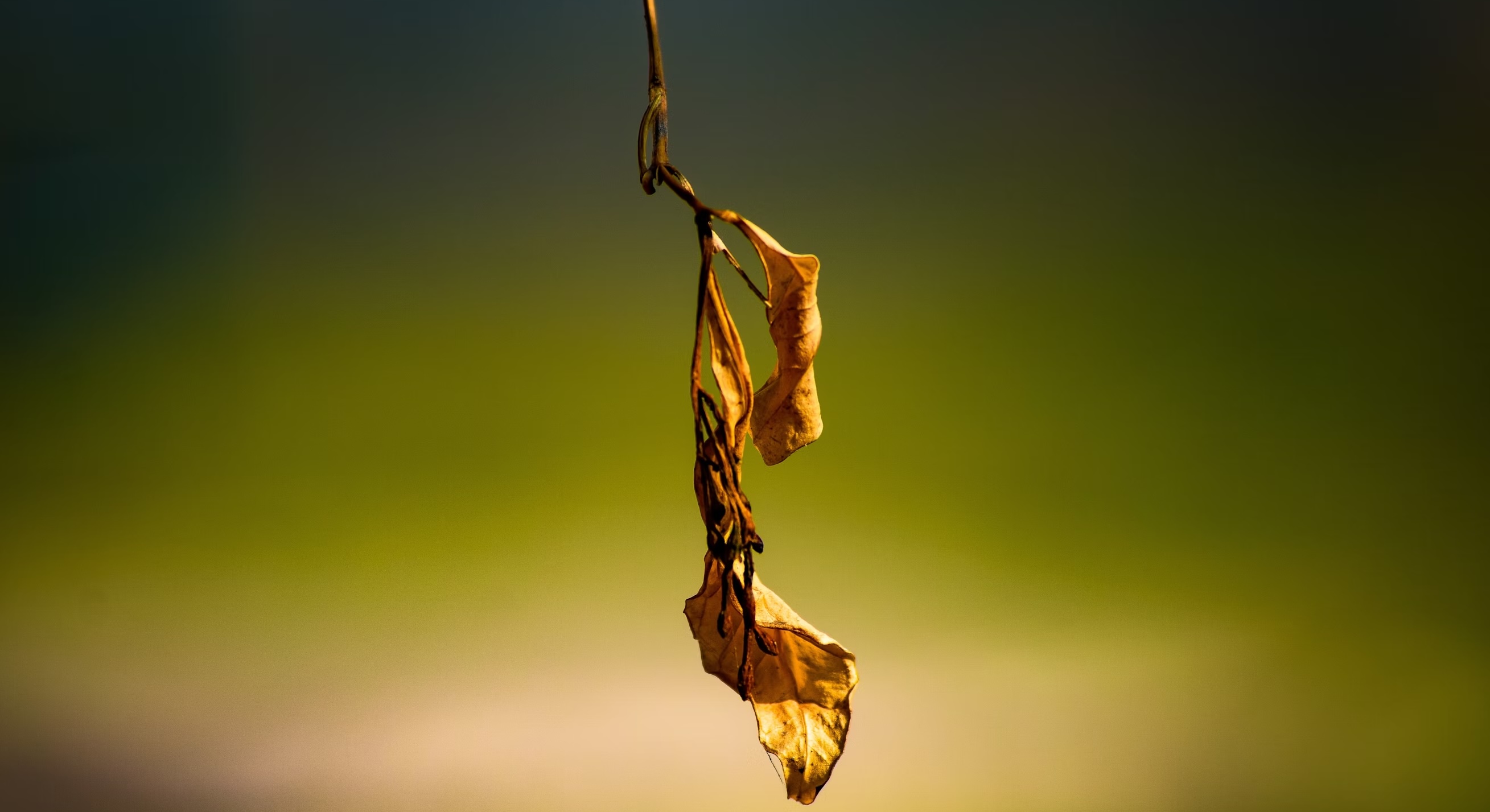 The Genesis of Existing Islam: From the Participatory Medina Charter to the Hegemonic Caliphate