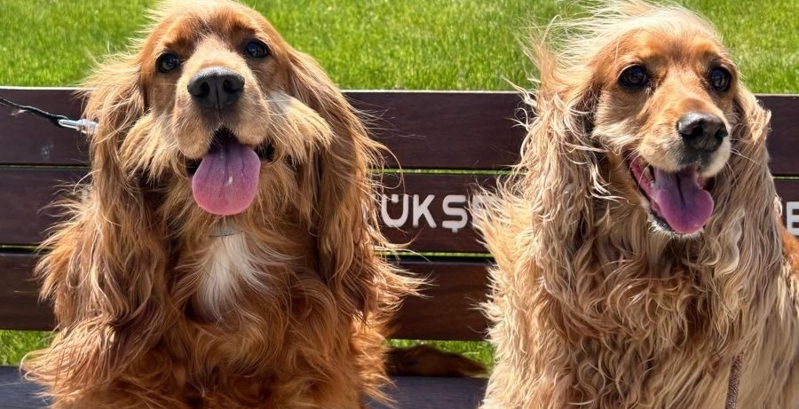 The Muslim Version of Humanist Megalomania